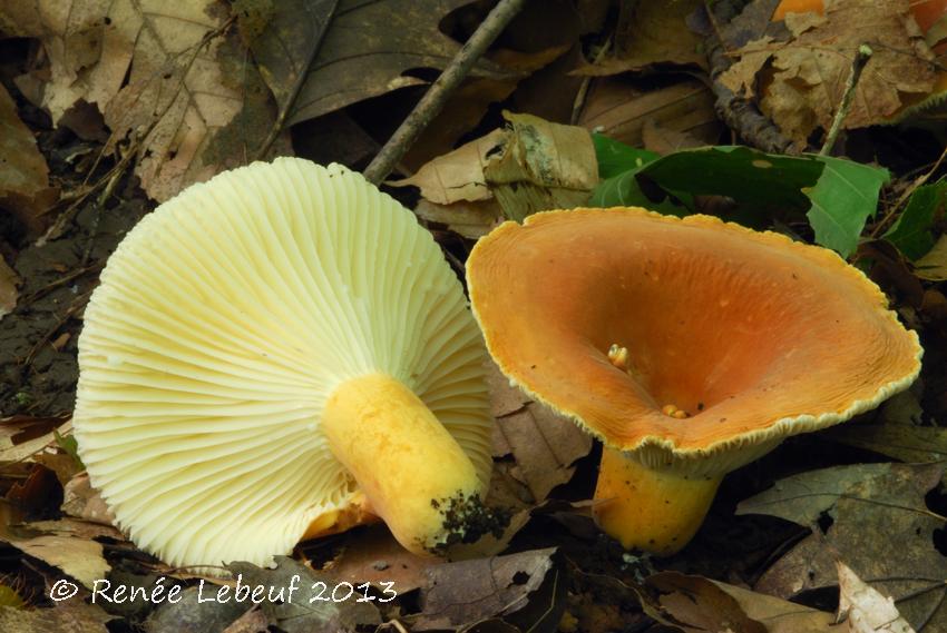 Lactarius hygrophoroides image