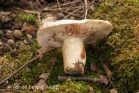 Lactarius subpalustris image