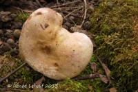 Lactarius subpalustris image