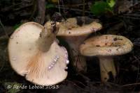 Lactarius subpalustris image