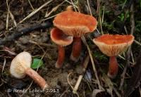 Lactarius carbonicola image