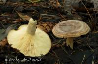 Lactarius pseudoflexuosus image