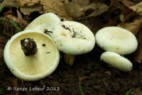 Lactarius subvellereus image