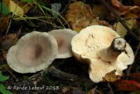 Lactarius vietus image