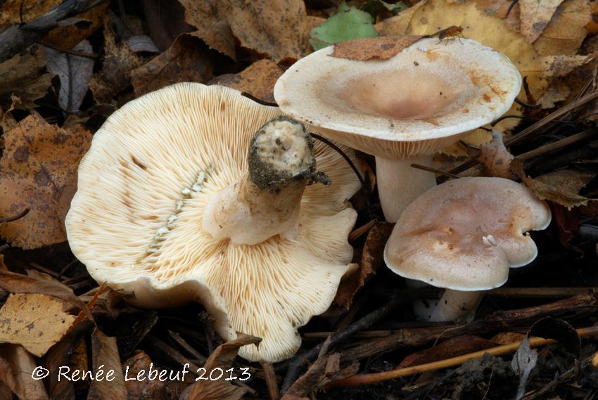 Lactarius vietus image