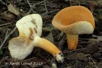 Lactarius volemus image