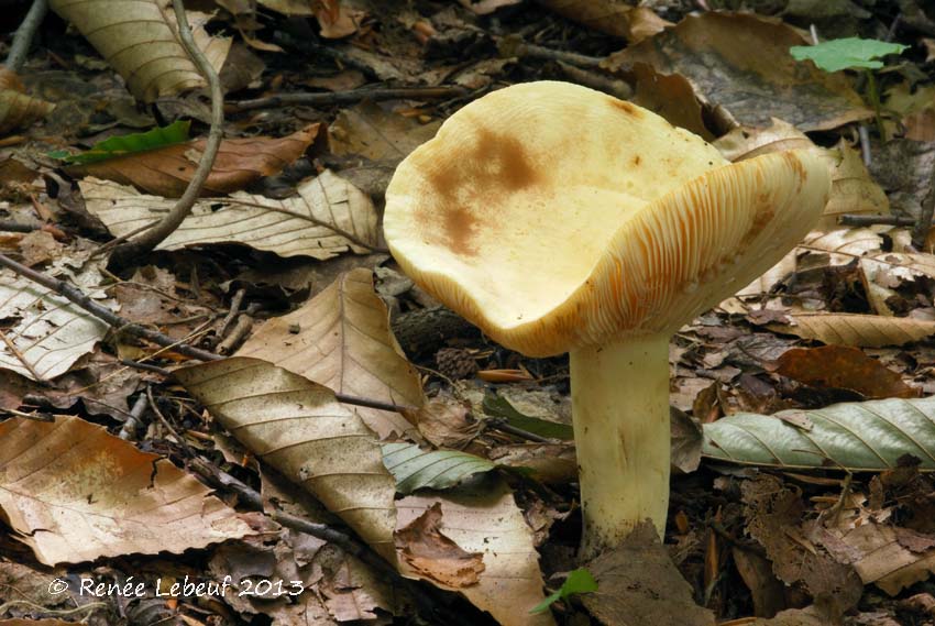 Lactarius volemus var. flavus image