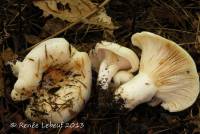 Lactarius zonarius image