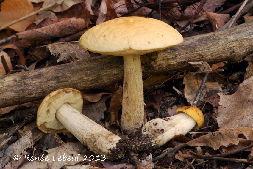 Leccinum luteum image