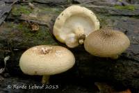 Lentinus tigrinus image