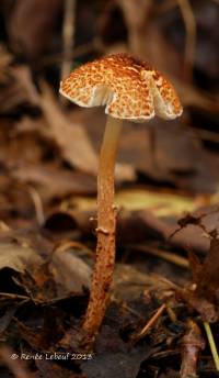 Lepiota castanea image