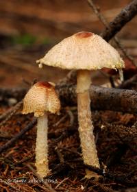 Lepiota magnispora image