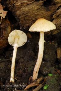 Lepiota neophana image