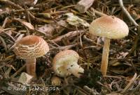 Lepiota subincarnata image