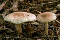 Lepiota subincarnata image