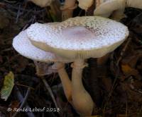 Leucoagaricus americanus image