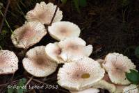 Leucoagaricus americanus image