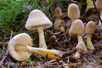 Leucoagaricus americanus image