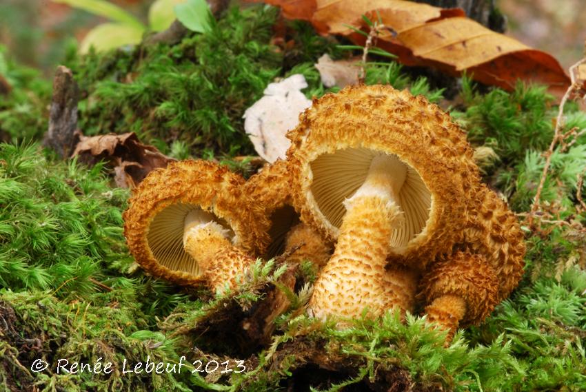 Leucopholiota image