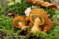 Image of Agaricus decorosus