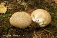 Lycoperdon molle image