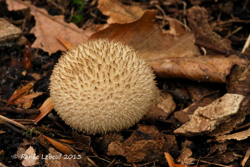 Lycoperdon mauryanum image