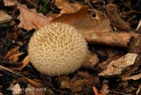 Image of Lycoperdon mauryanum