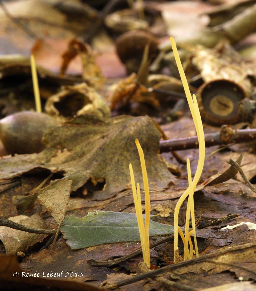 Macrotyphula juncea image