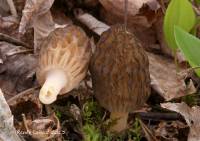 Morchella septentrionalis image