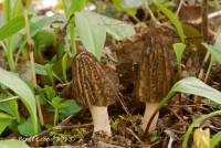 Morchella septentrionalis image