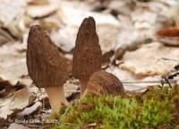 Morchella septentrionalis image