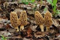 Morchella americana image