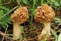 Morchella ulmaria image