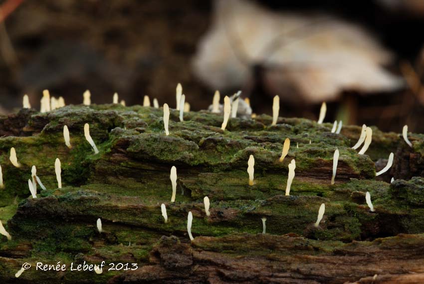 Clavulinaceae image