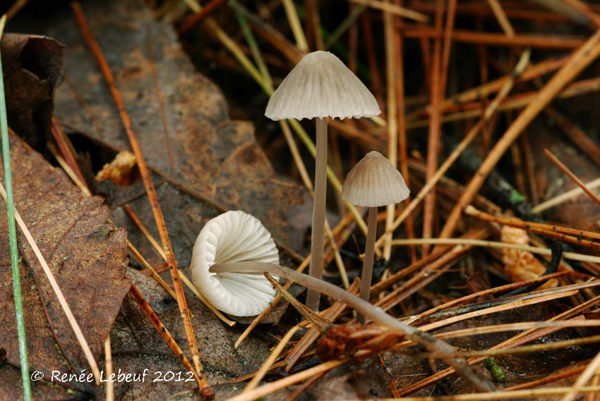 Mycena alcaliniformis image