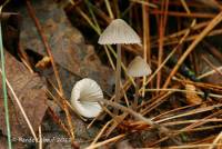 Image of Mycena alcaliniformis