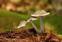 Mycena algeriensis image