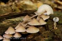 Mycena algeriensis image