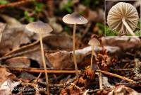 Mycena atroalboides image