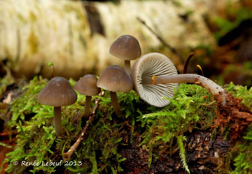 Mycena hemisphaerica image