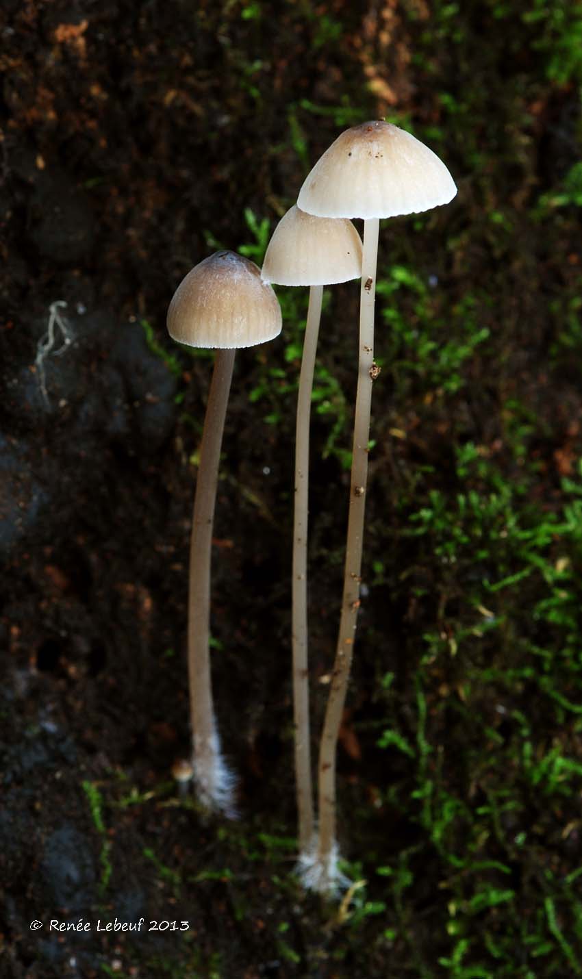 Mycena erubescens image