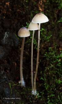 Image of Mycena erubescens