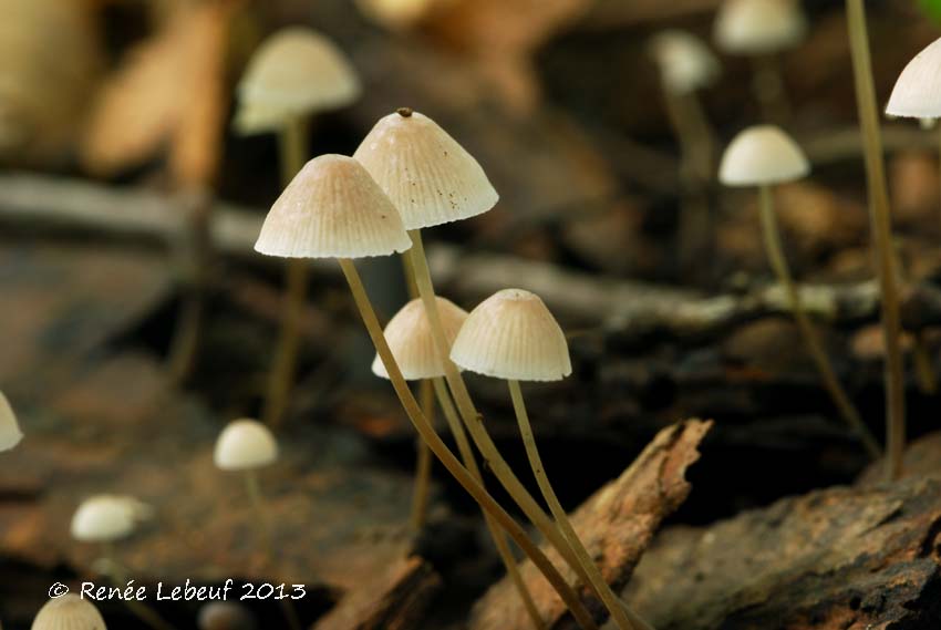 Mycena filopes image