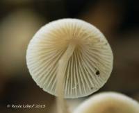 Mycena filopes image