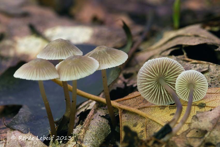 Mycena flavescens image