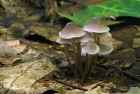 Mycena flavescens image