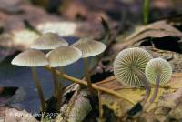 Image of Mycena flavescens