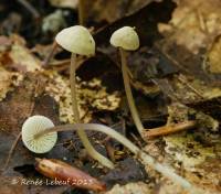 Mycena flavescens image