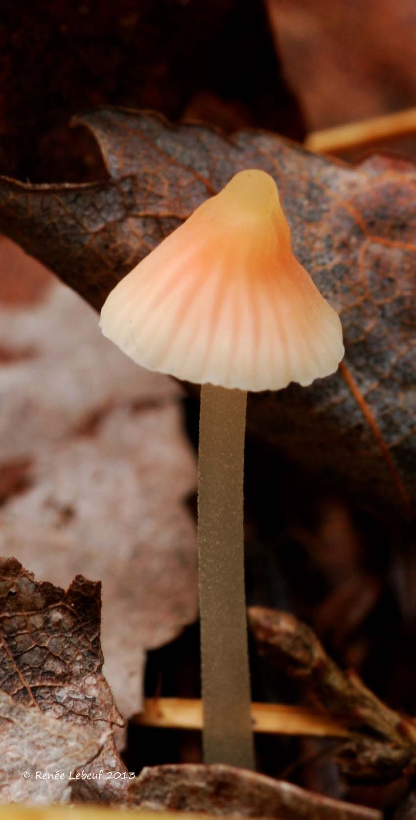 Mycena adonis var. adonis image