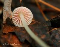 Mycena adonis var. adonis image